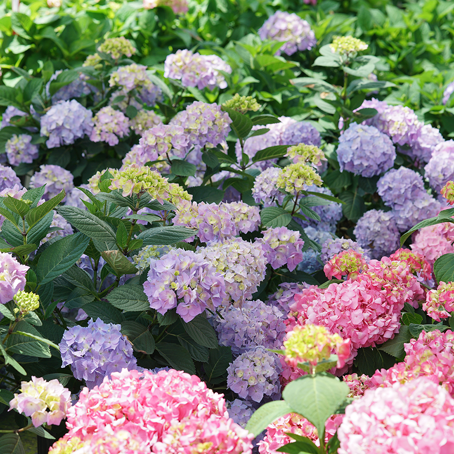 Let's Dance Sky View? Bigleaf Hydrangea