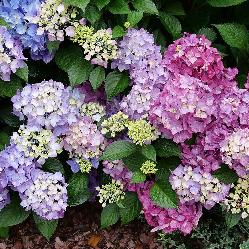 Let's Dance Lovable? Bigleaf Hydrangea