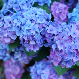 Let’s Dance Lovable? Bigleaf Hydrangea