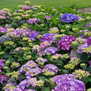 Let’s Dance Lovable? Bigleaf Hydrangea
