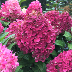 Little Lime Punch? Panicle Hydrangea