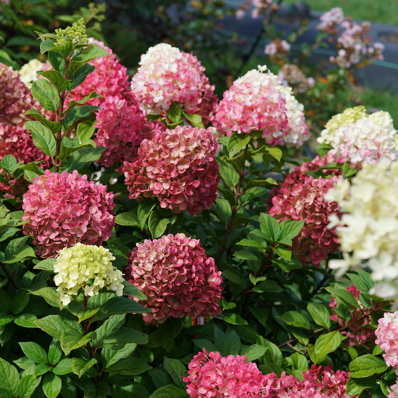 Little Lime Punch? Panicle Hydrangea