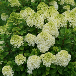 Little Lime Punch? Panicle Hydrangea