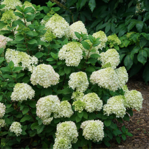Little Lime Punch? Panicle Hydrangea