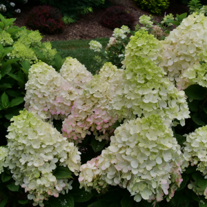 Little Lime Punch? Panicle Hydrangea