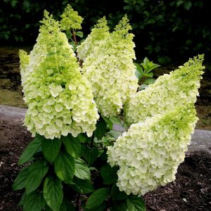 Moonrock? Panicle Hydrangea