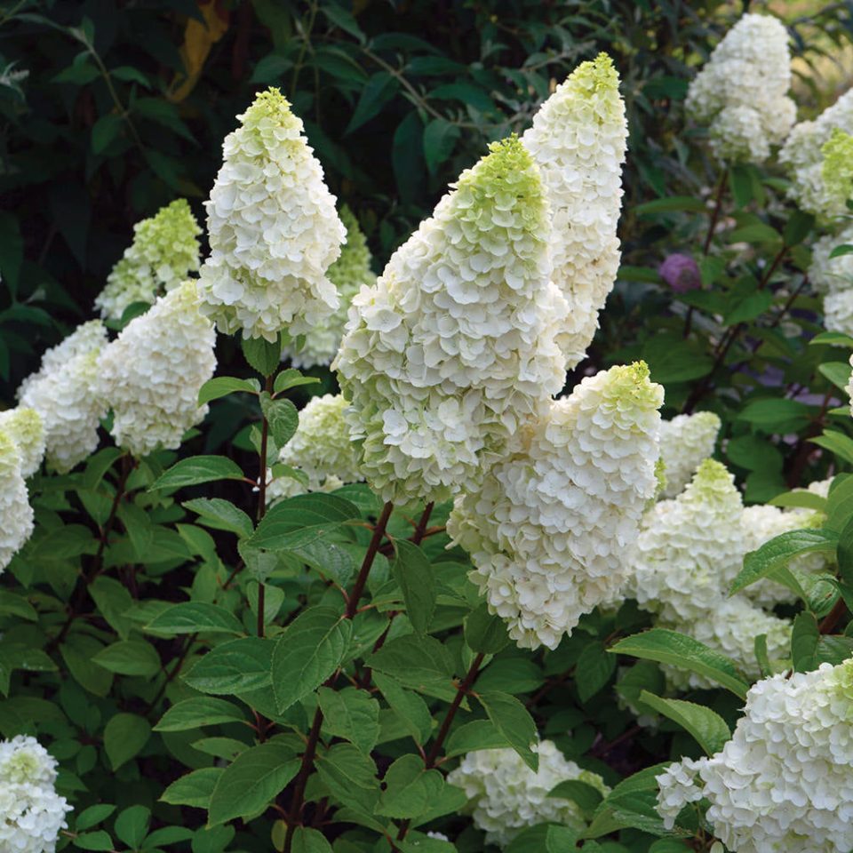 Moonrock? Panicle Hydrangea