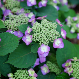 Tuff Stuff Top Fun? Mountain Hydrangea