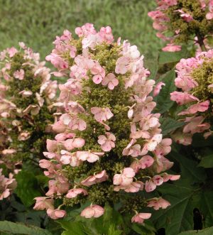 ‘Munchkin’ Oakleaf Hydrangea