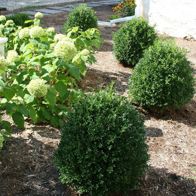 NewGen Independence? Boxwood