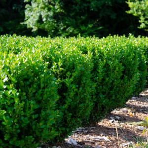 NewGen Freedom? Boxwood