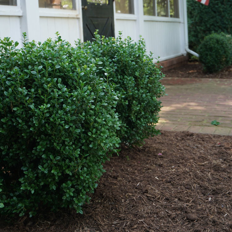 NewGen Freedom? Boxwood