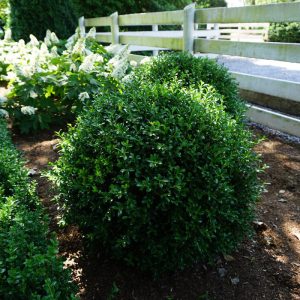 NewGen Independence? Boxwood
