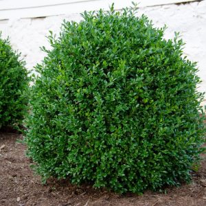 NewGen Independence? Boxwood