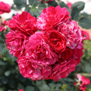 Oso Easy Red Stripe? Rose
