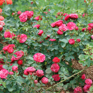 Oso Easy Red Stripe? Rose