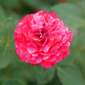 Oso Easy Red Stripe? Rose