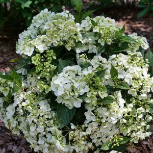 Fairytrail? White Cascade Hydrangea