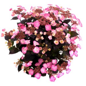 Pink Dynamo? Mountain Hydrangea