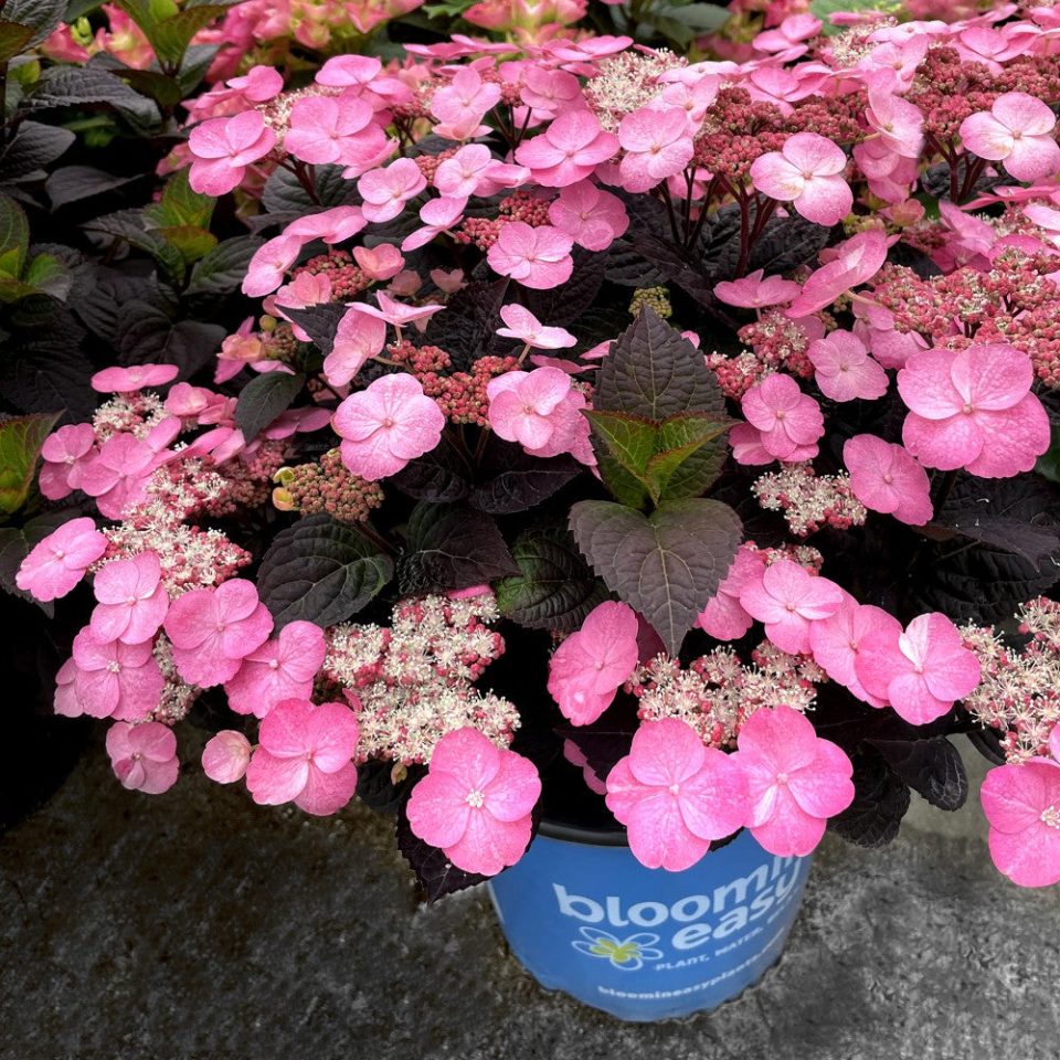 Pink Dynamo? Mountain Hydrangea