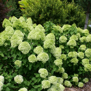 Powerball? Panicle Hydrangea