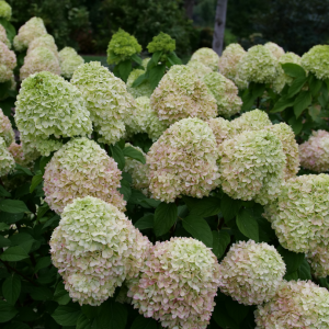Powerball? Panicle Hydrangea