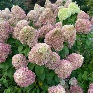 Powerball? Panicle Hydrangea