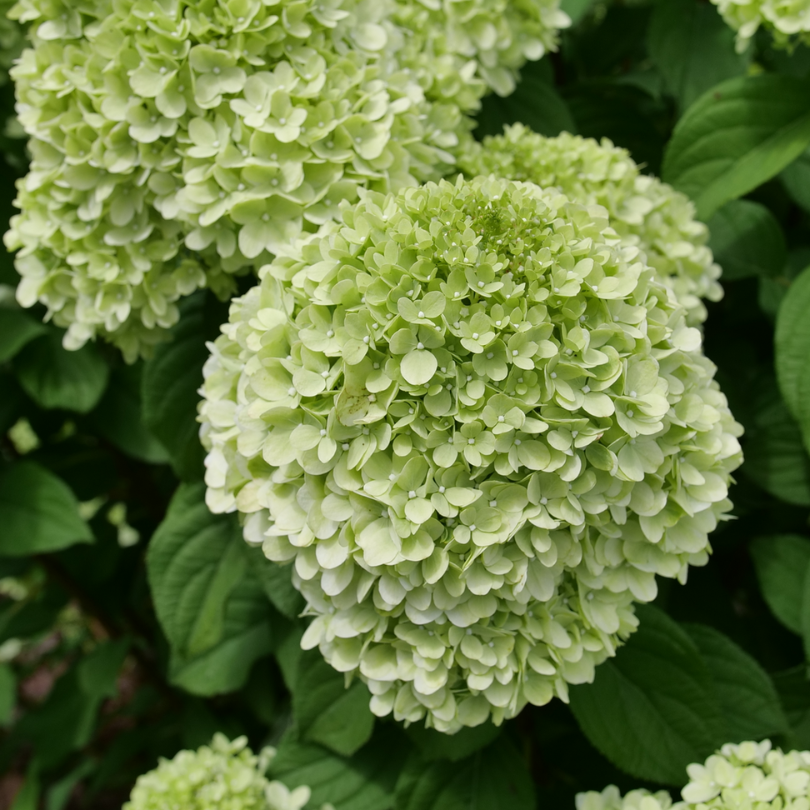 Powerball? Panicle Hydrangea