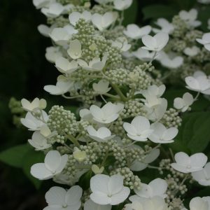 Quick Fire? Panicle Hydrangea – DISCONTINUED