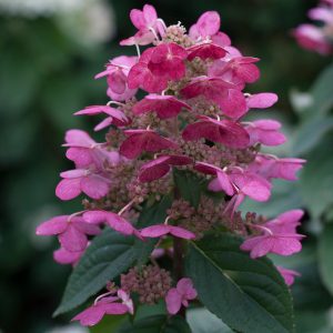 Quick Fire? Panicle Hydrangea – DISCONTINUED