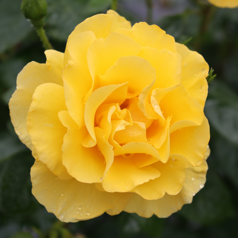 Reminiscent? Yellow Rose