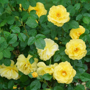 Reminiscent? Yellow Rose