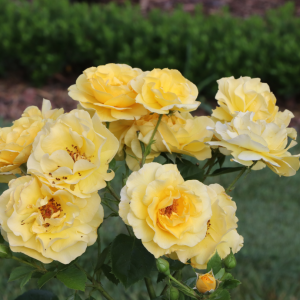 Reminiscent? Yellow Rose