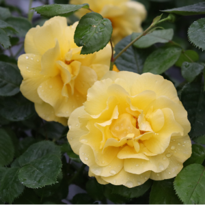 Reminiscent? Yellow Rose