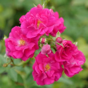 Oso Easy Peasy? Rose