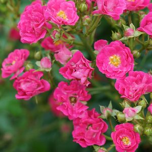 Oso Easy Peasy? Rose