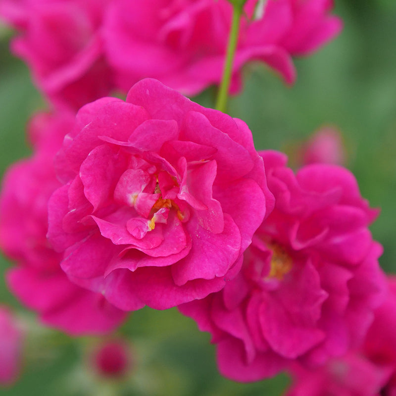 Oso Easy Peasy? Rose
