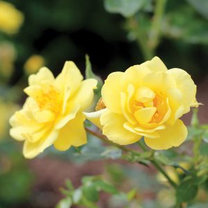 Oso Easy Lemon Zest? Rose