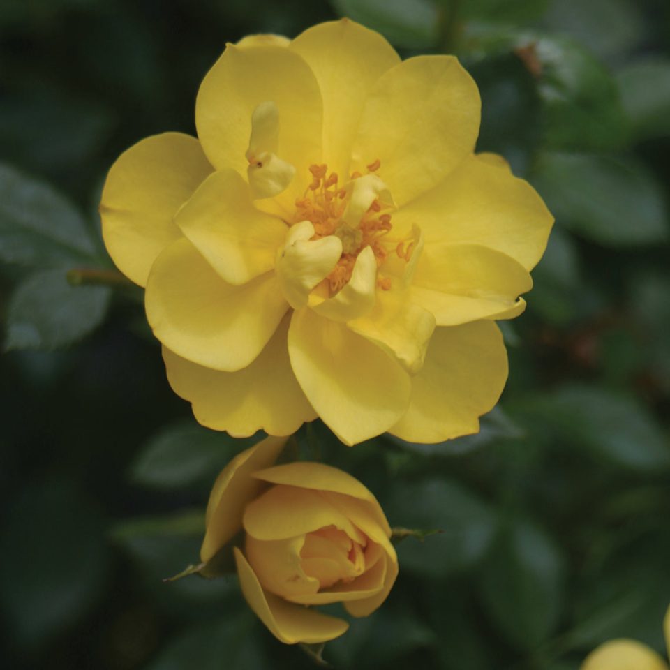 Oso Easy Lemon Zest? Rose