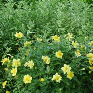 Oso Easy Lemon Zest? Rose