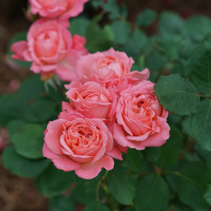 Reminiscent? Coral Rose