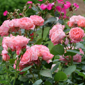 Reminiscent? Coral Rose