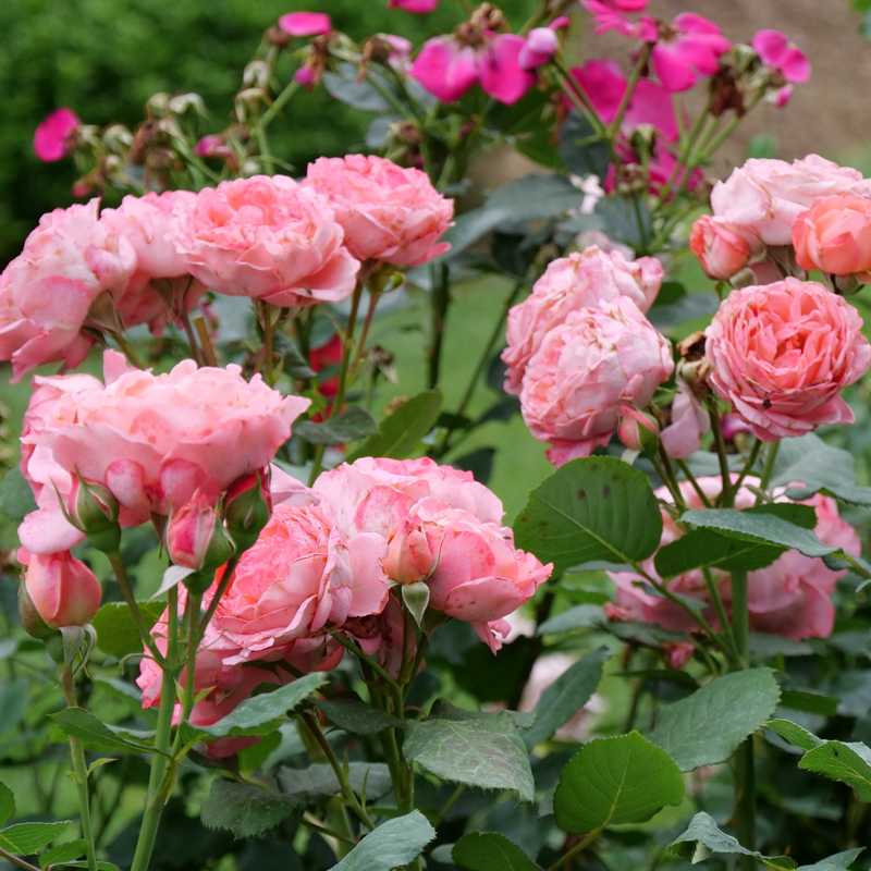 Reminiscent? Coral Rose