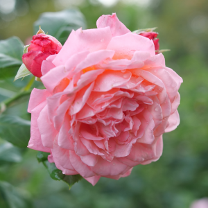 Reminiscent? Coral Rose