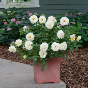 Reminiscent? Crema Rose