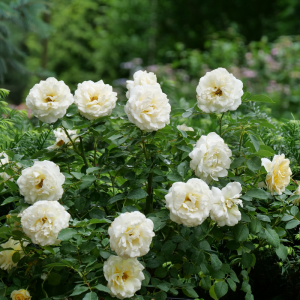 Reminiscent? Crema Rose