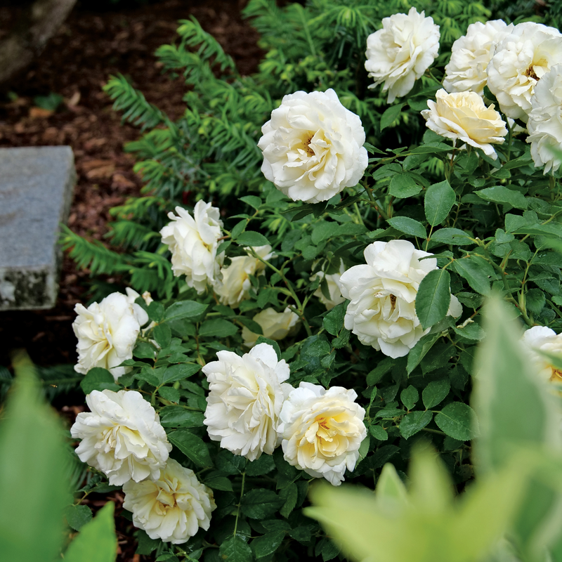 Reminiscent? Crema Rose