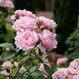 Reminiscent? Pink Rose