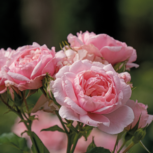 Reminiscent? Pink Rose