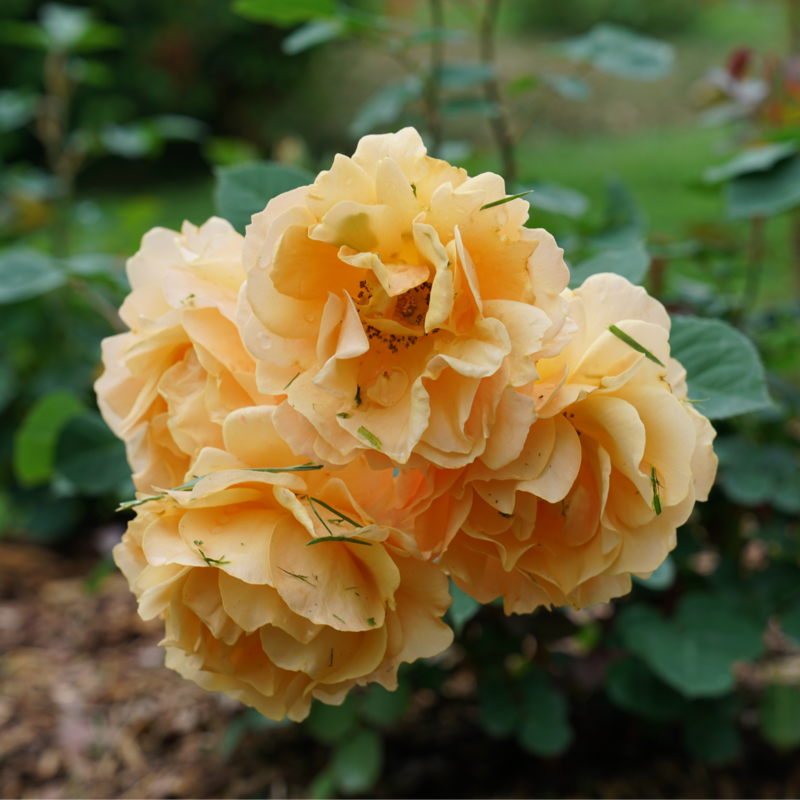 Rise Up Amberness? Climbing Rose